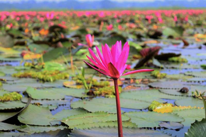 shaplar-beel-satla-wazirpur-barisal