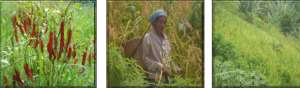 Improved Jhum cultivation: