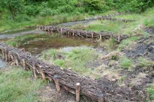 Brushwood check dams