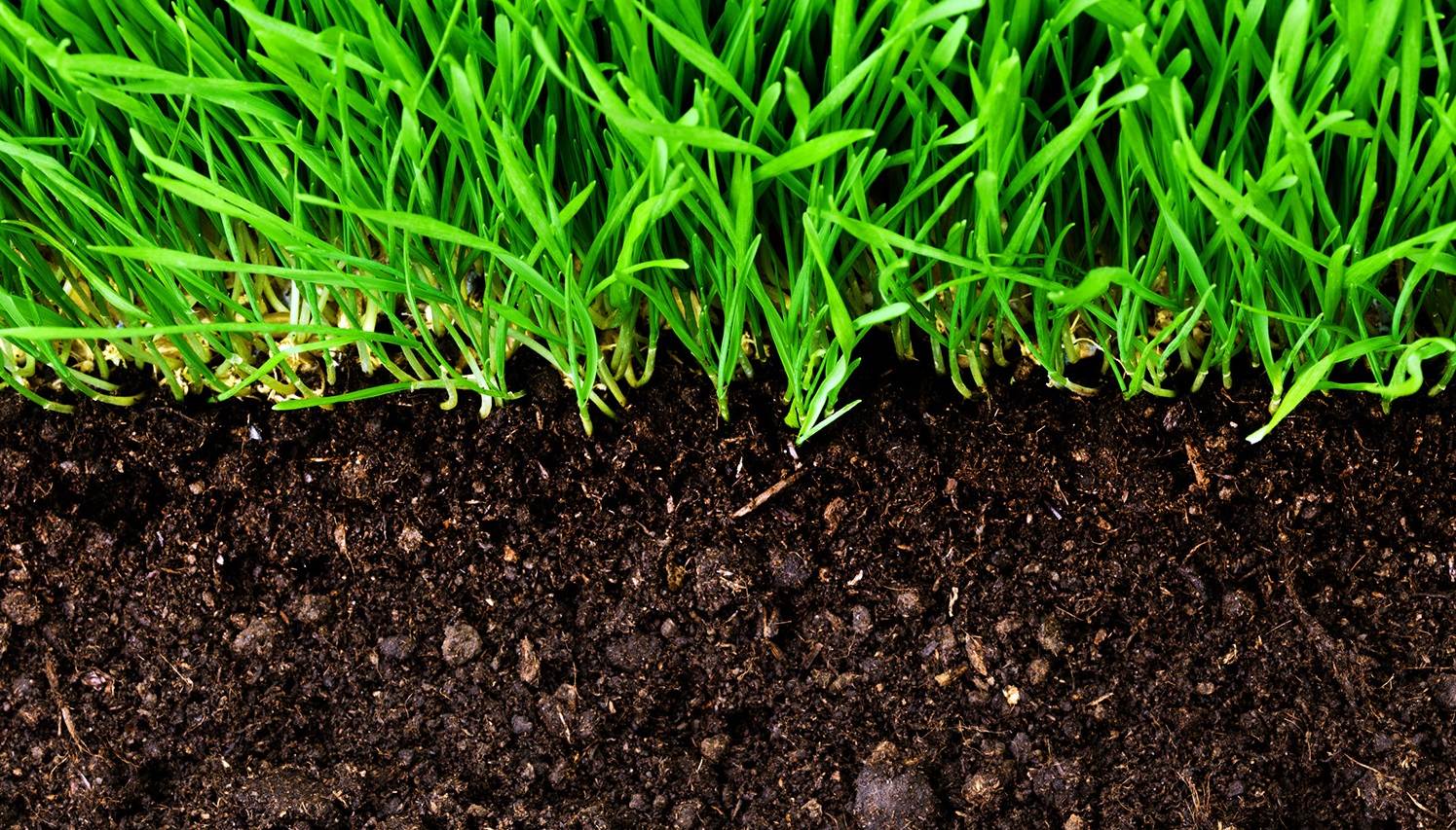11 Measures to Improve the Status of Organic Matter in Bangladesh Soils