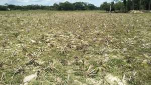 Causes-Organic-Matter-Decline-Bangladesh-Soils-earth-review