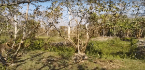 andscape of the study area, Atghar Kuriana, Sharupkathi