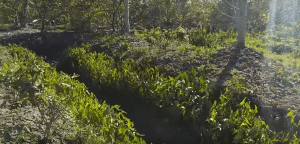 Raised beds are interspersed with ditches