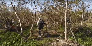 Guava (Psidium guajava) Cultivation in the raised bed