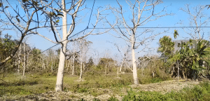 Landscape of the study area | Sarjon Cultivation Method