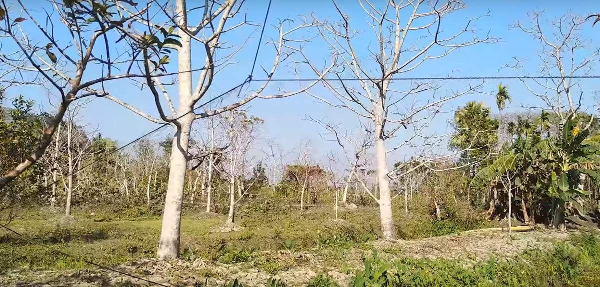 Landscape of the study area | Sarjon Cultivation Method