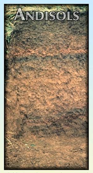 ANDISOLS