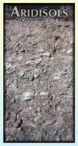 ARIDISOLS