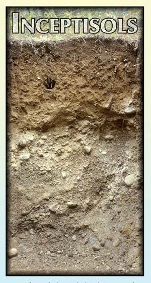INCEPTISOLS