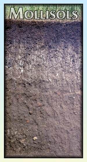MOLLISOLS
