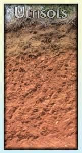 ULTISOLS