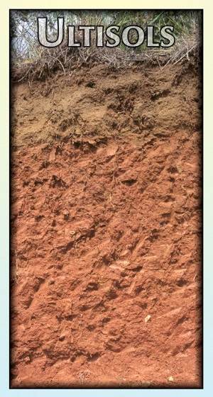 ULTISOLS
