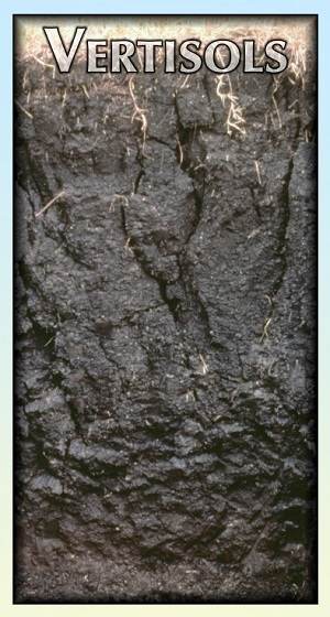 VERTISOLS