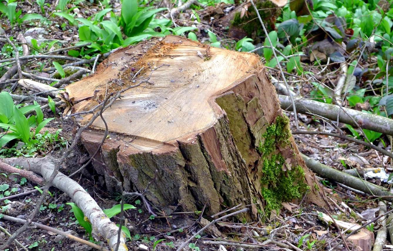 Deforestation-and-its-impact-on-Environment-1