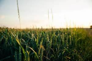 Genetically Modified Crops and Their Effects on the Environment