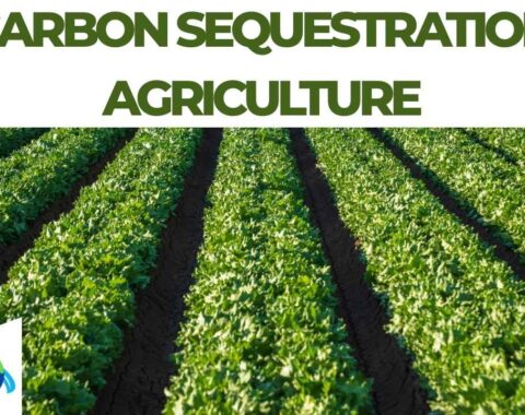 Carbon Sequestration Agriculture A Pathway to Climate-Smart and Sustainable Farming