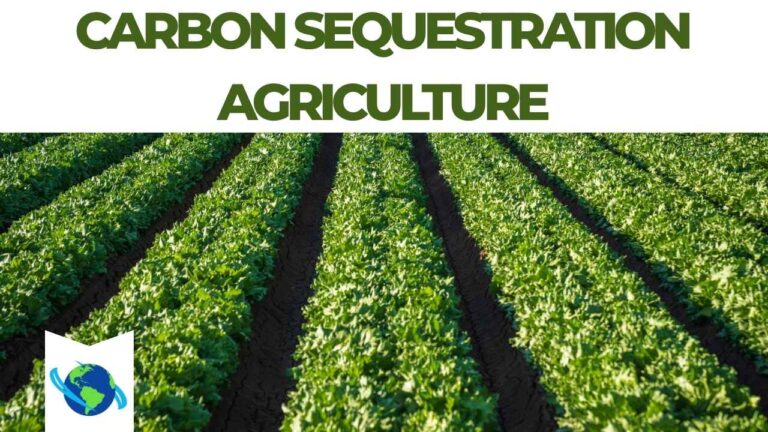 Carbon Sequestration Agriculture A Pathway to Climate-Smart and Sustainable Farming