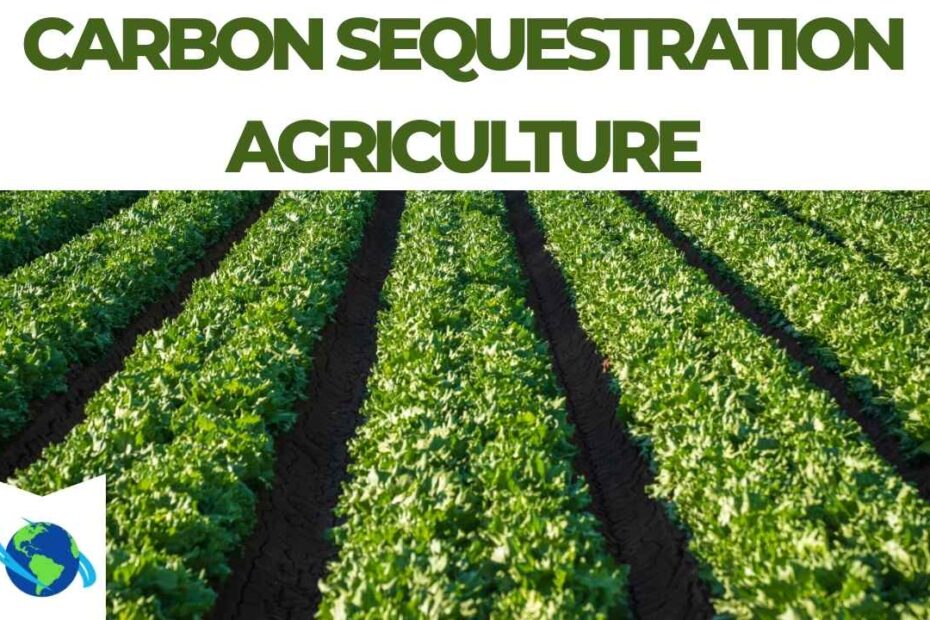 Carbon Sequestration Agriculture A Pathway to Climate-Smart and Sustainable Farming